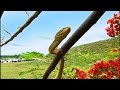 Impact of Brown Tree Snakes on Guam