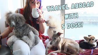 Roadtrip abroad with 5 dogs! part 2 by Cece Canino My Life With Dogs 32 views 7 months ago 6 minutes, 56 seconds