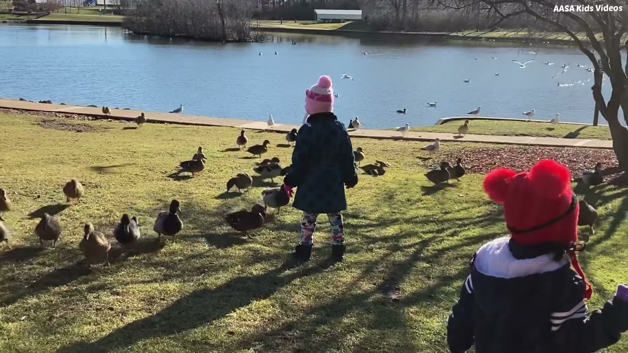 Feeding Ducks and Geese at the Pond | Frozen Pond | Michigan