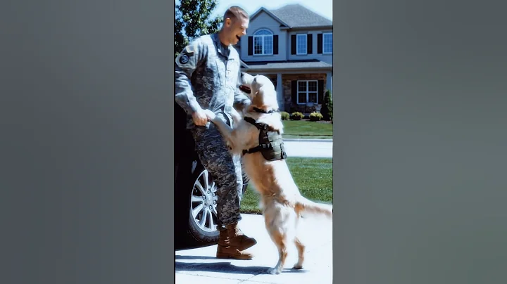 Heartwarming military homecoming: Dog can't contain excitement when seeing owner return