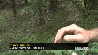 Trees with Don Leopold - black spruce
