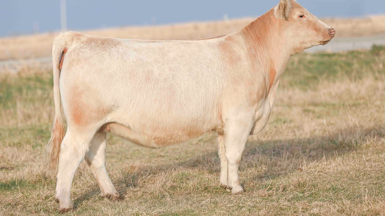 er Land and Cattle Lot 17 YouTube