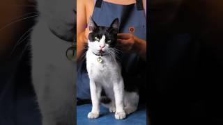 Thumbnail for How To Make Your Cat Pay The Bills🤣🤣Just Imagine If She Will Run Away😸 #card #cat #diy #pets #fun