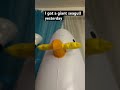 I got a giant seagull yesterday