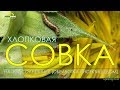 Хлопкова совка на подсолнечнике [agrotorg.in.ua]