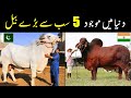 Top 5 Biggest Bull Breeds | NYKI