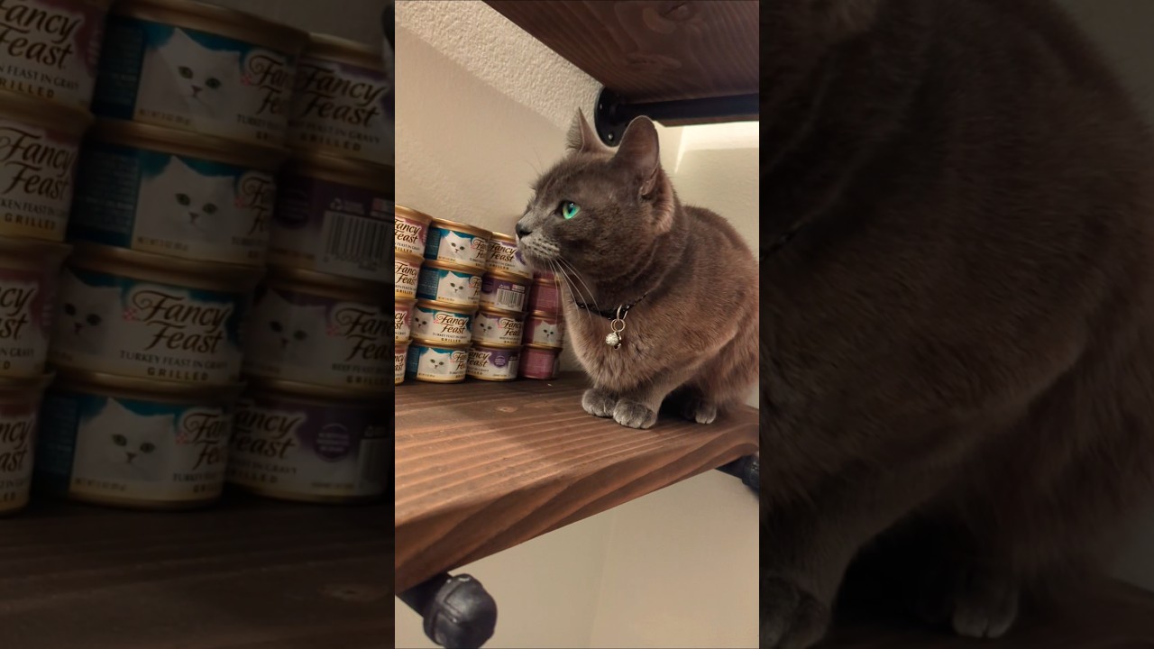 precious moments with Skeletor 💕 #adoptstrays #catshorts #tiktok猫 #cutekawaii #neko #fluffy #bluecat