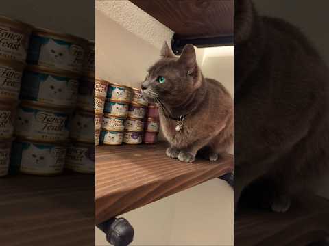 precious moments with Skeletor 💕 #adoptstrays #catshorts #tiktok猫 #cutekawaii #neko #fluffy #bluecat