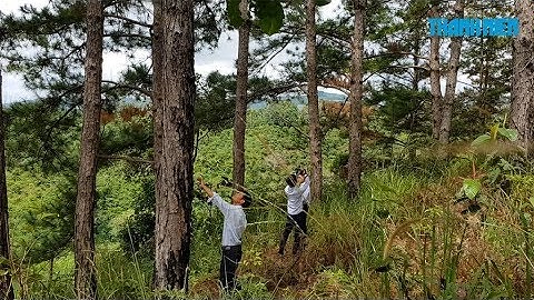 Bơm thuốc diệt cỏ đầu độc hàng trăm cây thông ở Đà Lạt