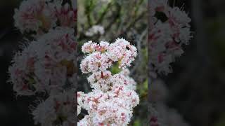 California Buckwheat / some of the strongest things grow quietly.