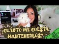 ¿Cuánto cuesta mantener a un conejo?