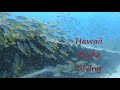 Scuba diving in hawaii