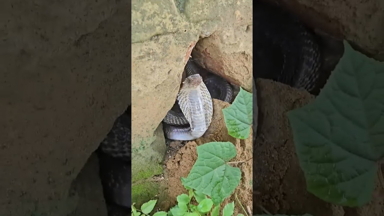 Cobra Hiding in a Burrow – A Rare Sighting!  