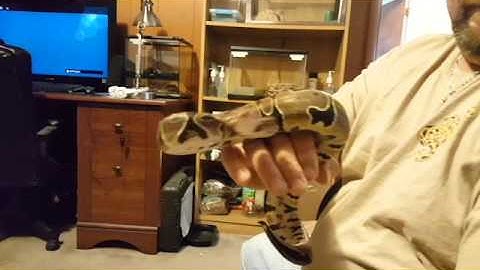 Badass Ball Python Strikes!