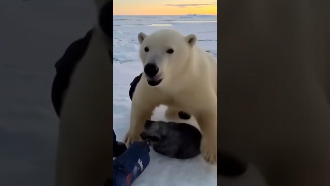 Polar Bear Rescue From Shark, World Wildlife Day Documentary 