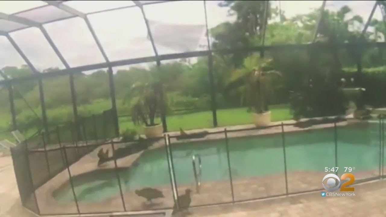 Vultures Invade Florida Pools - YouTube
