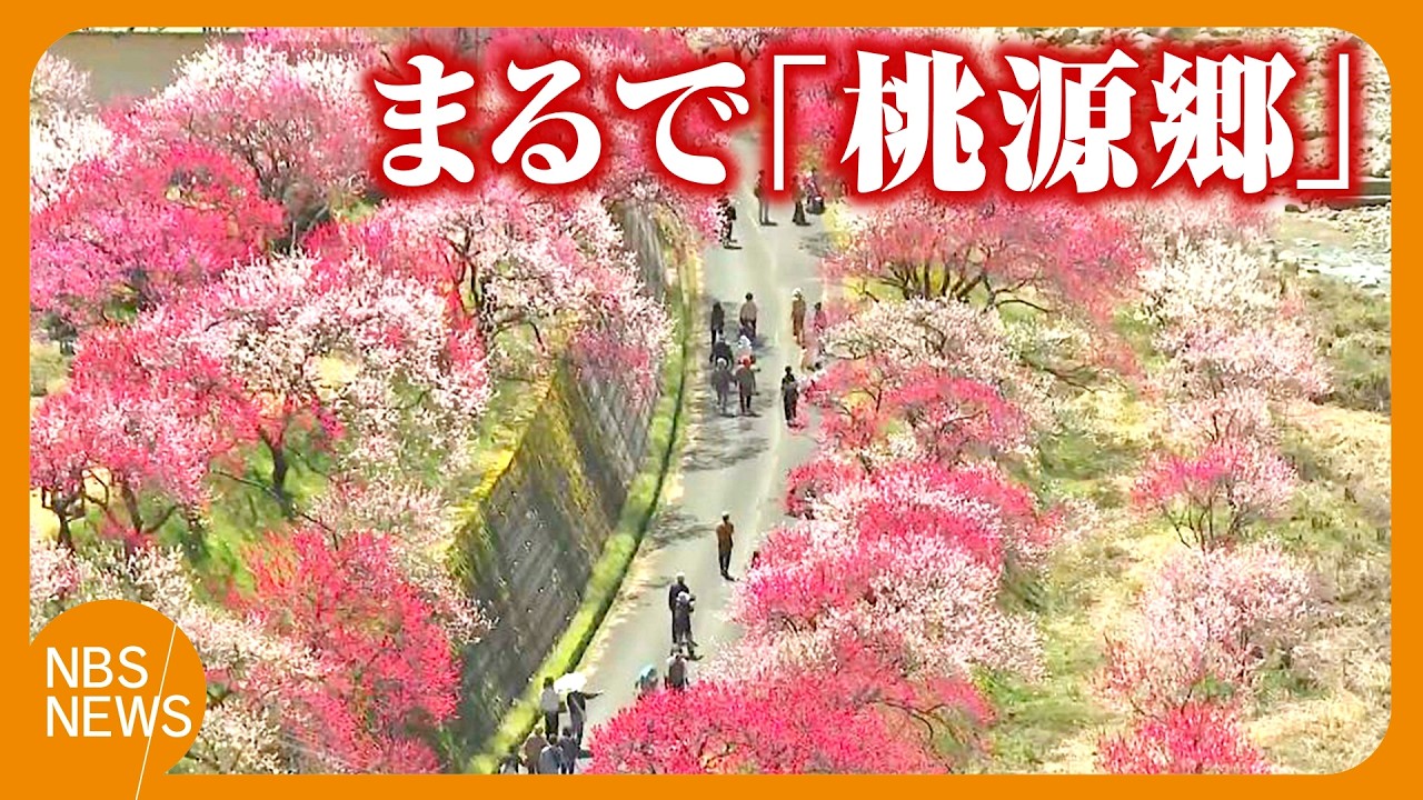 ももの花 A 