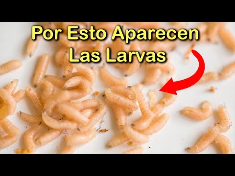 Video: ¿Dónde viven las larvas?