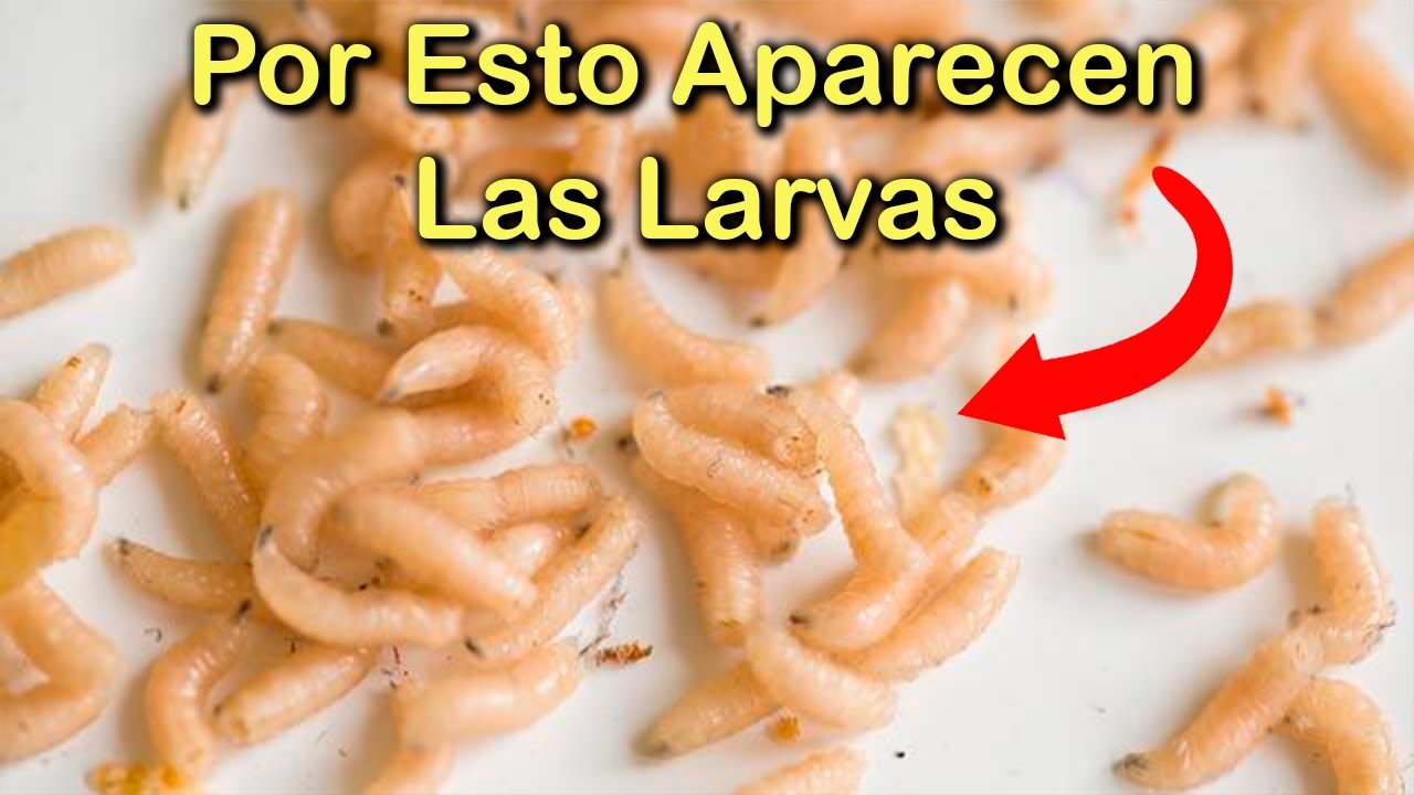 SINGIFICADO EMOCIONAL de las LARVAS o GUSANOS BLANCOS en el HOGAR 🐛 Las PLAGAS y la CASA ENFERMA