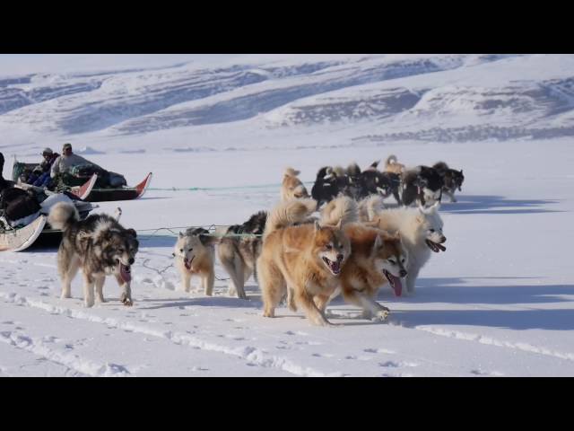 detteです レトロそり、運搬そり、犬ぞり、犬そり、雪そり、木製そり dette様専用です レトロそり、運搬そり、犬ぞり、犬そり、雪そり