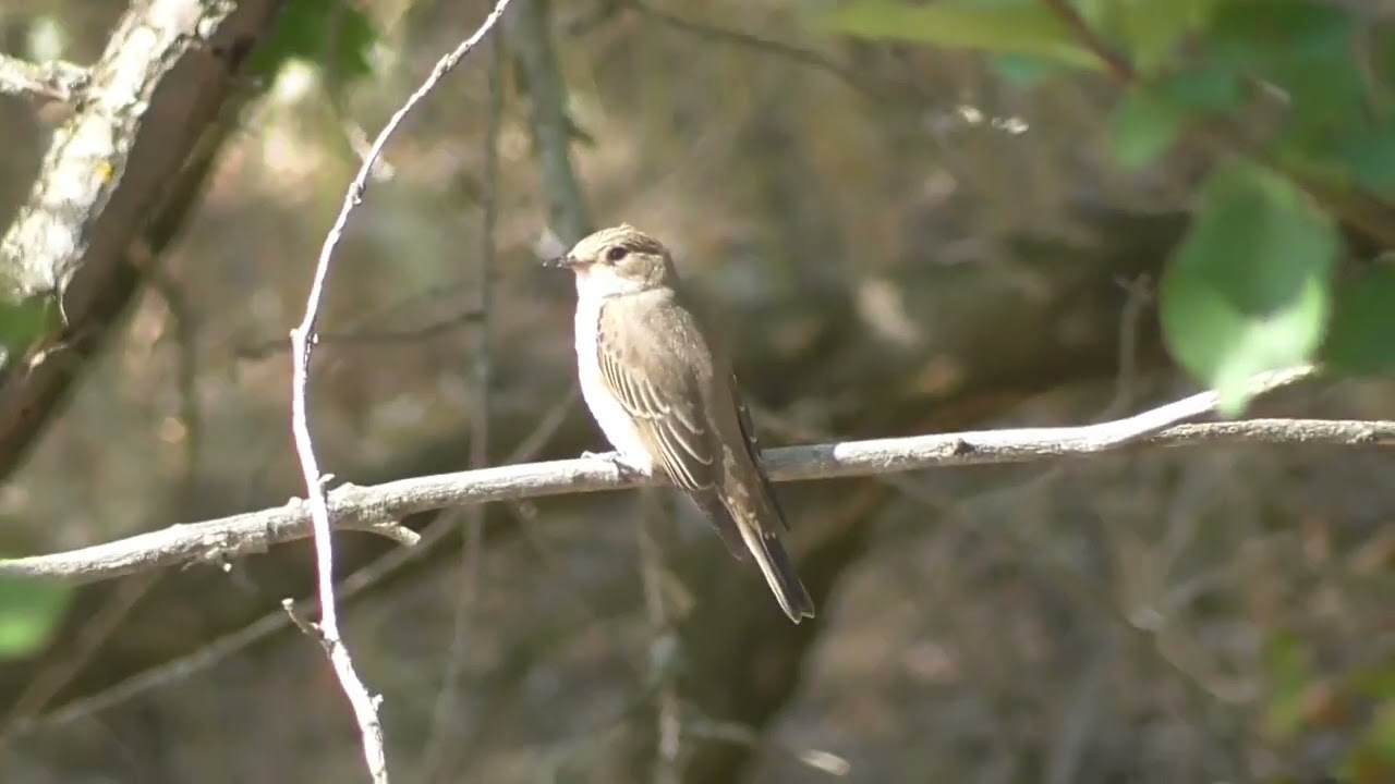 Серая мухоловка Spotted Flycatcher (лат. Muscicapa striata)