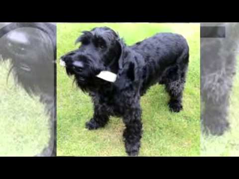 giant schnauzer temperament giant schnauzer temperament