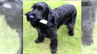 Giant Schnauzer Temperament by Carmen Montes 2,109 views 9 years ago 43 seconds