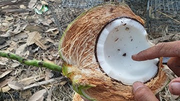 Bẫy chuột bằng mồi dừa dứa, chuối khổng lồ và thành quả... | Săn bắt SÓC TRĂNG |