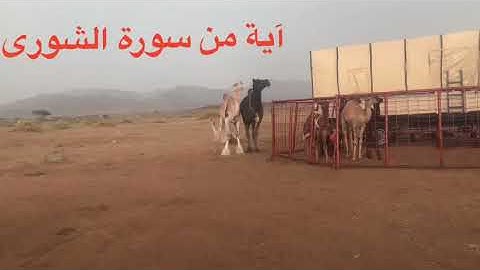 دحيم الحماد ١٤٤٤هـ آية من سورة الشورى