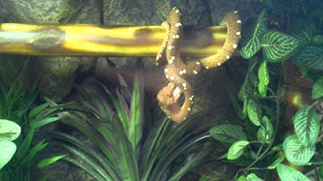 Green Tree Python Eatting first meal at home!