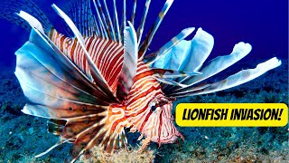 Lionfish Invasion: The Most Dangerous Predators in the Ocean by Animal Facts Hub 68 views 7 days ago 2 minutes, 7 seconds