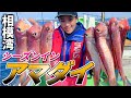 【アマダイ釣り】祝竿頭♪高級魚アマダイ釣り○○で簡単爆釣法‼︎多希志丸【甘鯛釣り】アマダイ釣り方【相模湾】