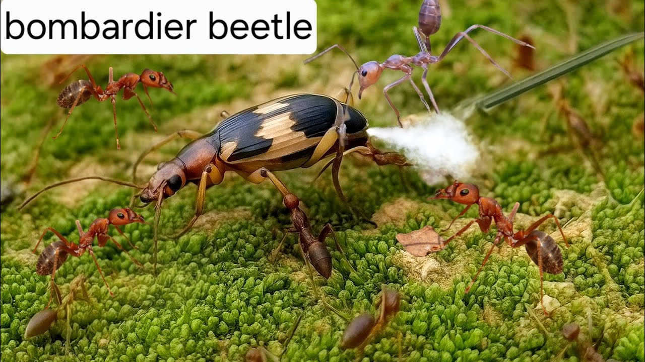 The rare life of a beetle - the "gunner" ladybug (Carabidae) 😱 ( bombardier ) 