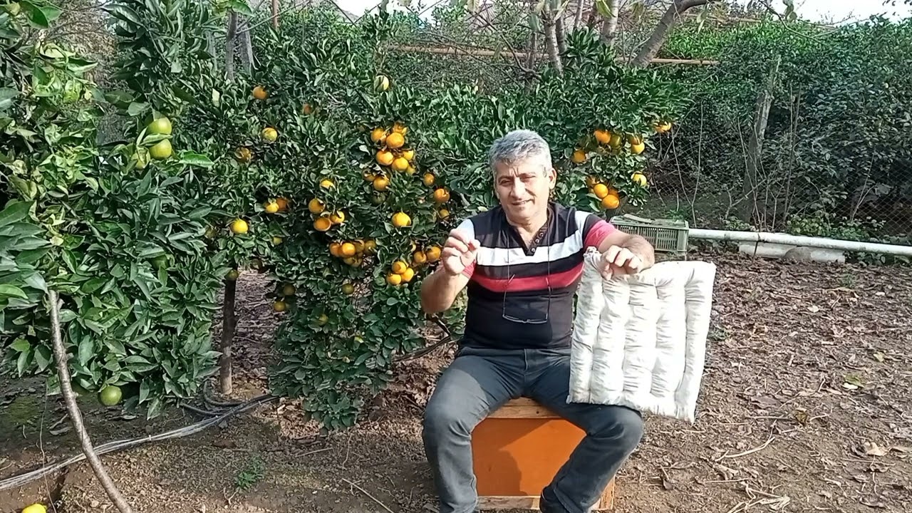 Arıların qışlaması üçün samandan   döşəkçələrin hazırlanması.