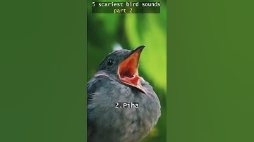 5 Scariest Bird Sounds Part 2!  #facts #animals #wildlife #nature #shorts