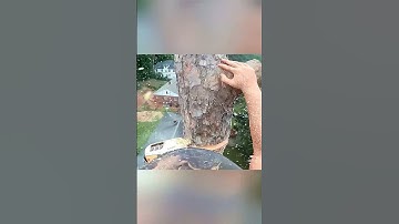 An accident occurred while logging #asmr #satisfying #tree #oddlysatisfyingvideo #fypシ