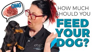 How much should you feed your Dog? Raw Feeding