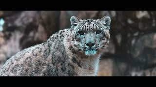 Pangea Films - Trailer