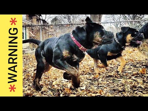 *WARNING* Cute Puppies - Thanksgiving Day K9 Battle Royale