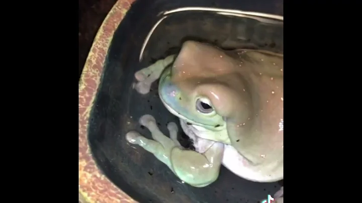 KING JULIO THE FROG ALL VIDEOS