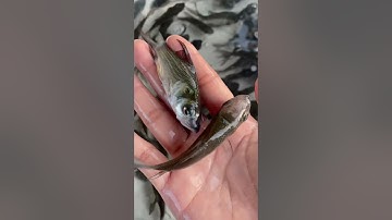 Đầy đủ các loại cá giống nước ngọt. 0909770509 #cá_giống #trại_cá_giống_út_me #traicagiongdongthap