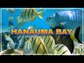 HANAUMA BAY | One of the Best Snorkeling Spots in the World 🌴 Hawaii 4K Tour