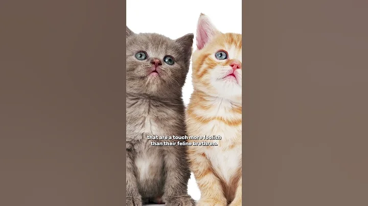 Do orange cats behave differently? 😺 #science - DayDayNews