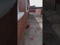 Pelotas de colores, a jugar