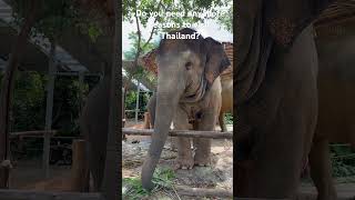 Magnetic elephants of Thailand! #elephantsantuary #thailandtravel #elephants #travelcouple