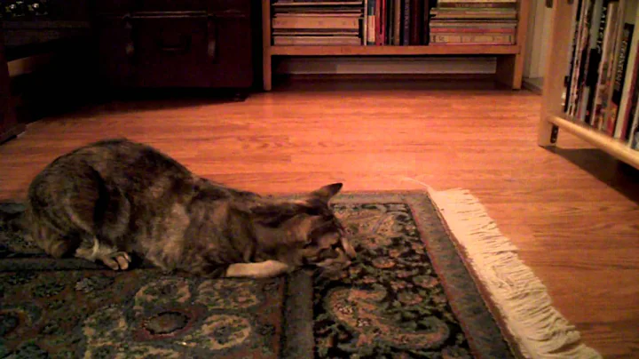 Video 11789701: oriental shorthair cat