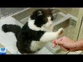 保護施設で「いっしょに暮らそう」と手をかざし続ける猫【感動】