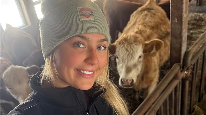 The Day The Cows Came Home 