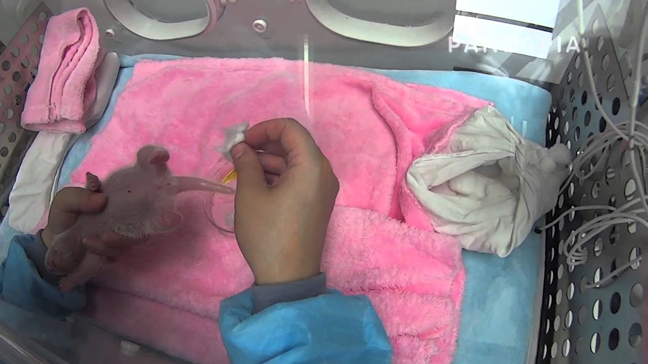 pandapia 20140721-100800-月亮室內-成績孩子-飼養員給成績的孩子排便 pandas merge