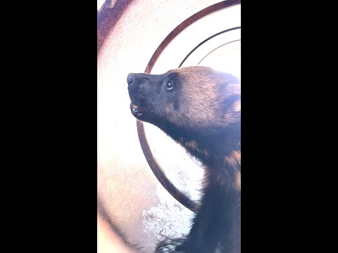 RAW: Video of first wolverine ever captured in Utah